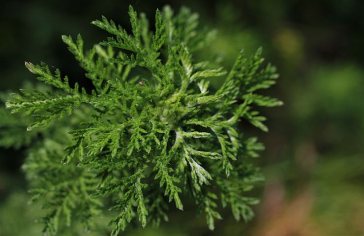 pianta verde artemisia