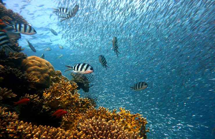 Barriera corallina fauna