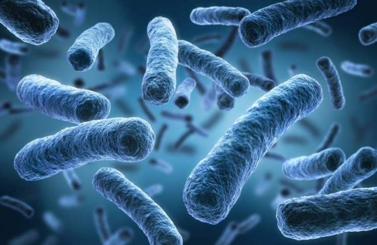 Nueva bacteria descubierta en 2022