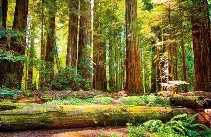 foresta tongass nuovamente sotto tutela