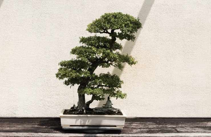 bonsai coltivazione corretta