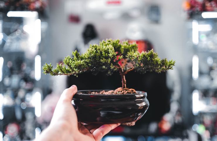 coltivare bonsai casa