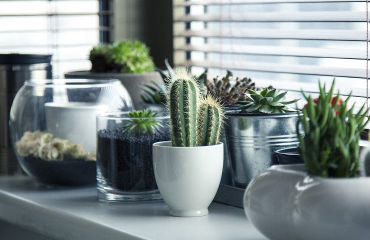 cactus, pianta, arredamento, coltivare, piantina