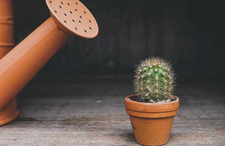 piccolo cactus, coltivare i cactus, fiore di cactus, come fare fiorire i cactus, piante per arredare la casa