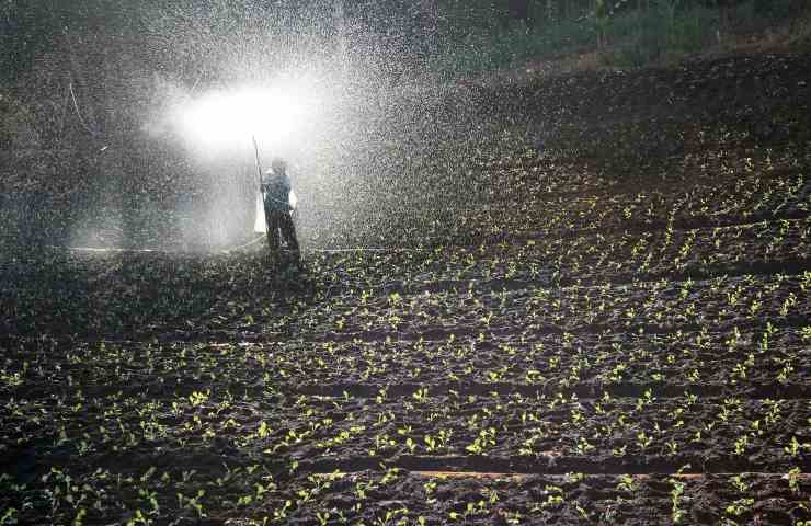 Fertilizzante nagturale agricoltura