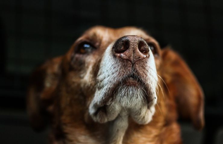 muso cane naso