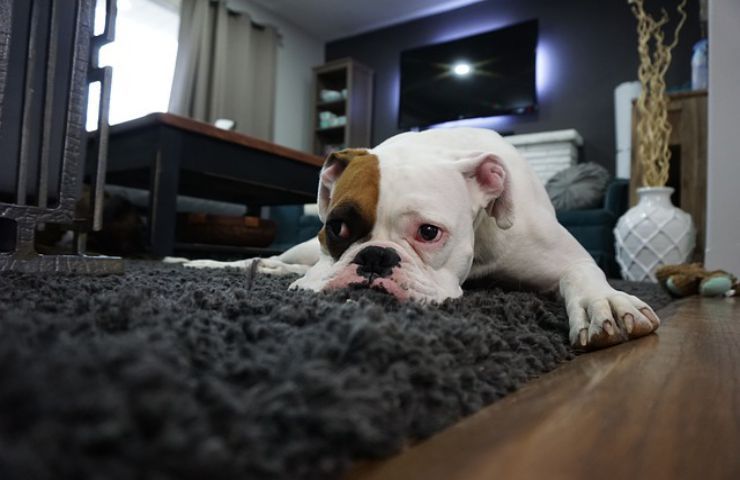 bulldog cane tappeto