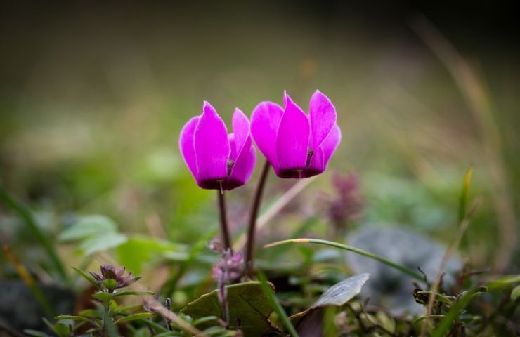 ciclamino profuma di più specie sempre sottovalutato