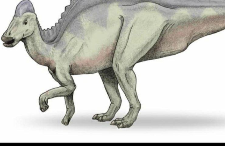 Nuovo dinosauro becco d'anatra 