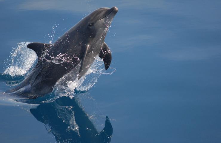 Delfini disturbati da inquinamento acustico