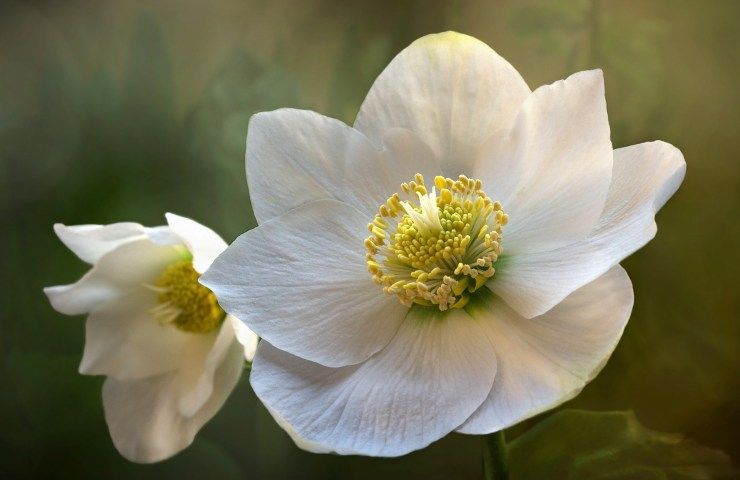 Elleboro bianco fiore