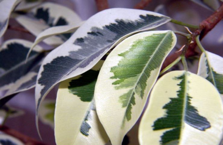 ficus differenze pianta