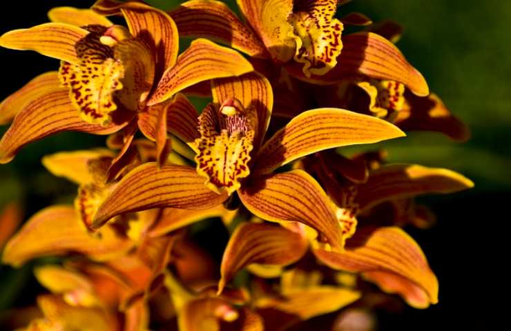 boccioli di orchidea: come averli sempre in salute 