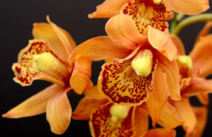 orchidee con boccioli appassiti che cadono