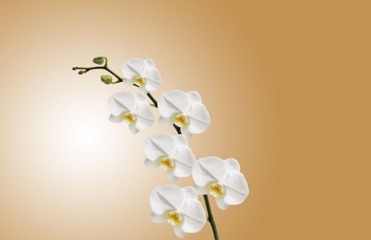 coltivazione orchidee: in questo modo non lo hai mai fatto 