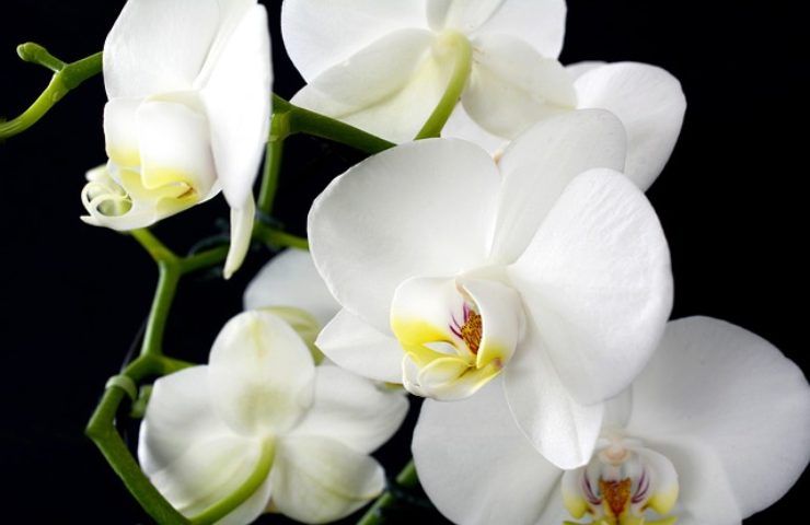 coltivazione orchidee: scopri come fare 