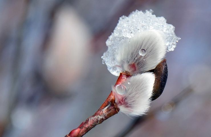 fiori ghiaccio fenomeno ripete quotidianamente