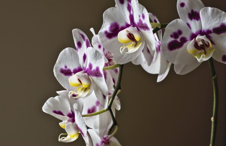 Phalaenopsis, fiori, orchidee, piante, casa, arredamento, fiore
