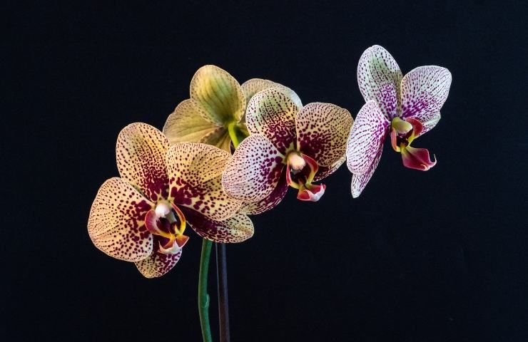 orchidea, Phalaenopsis, fiori, fiore, casa, orchidee, cura, piante