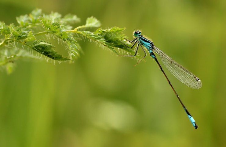 habitat naturale per libellule: ricrealo nel tuo giardino 