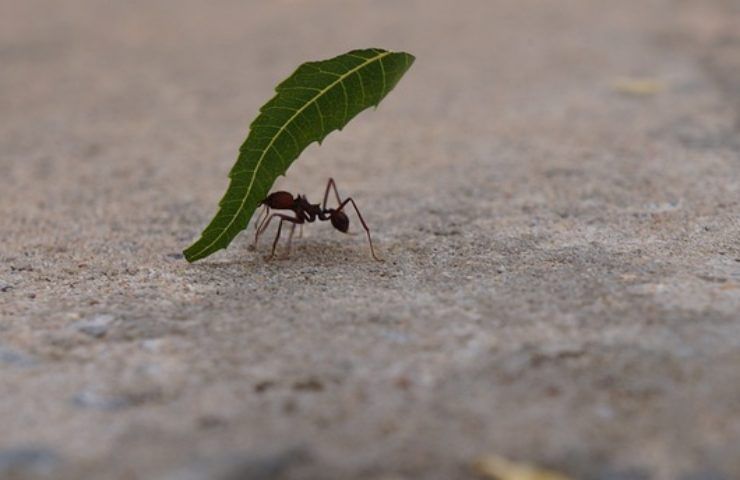 formiche super forza quanto possono trasportare inimmaginabile numero