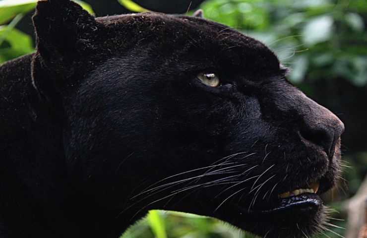 giaguaro nero uno animali più rari mondo