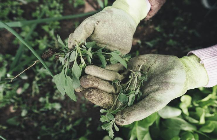 Gardening for weeds