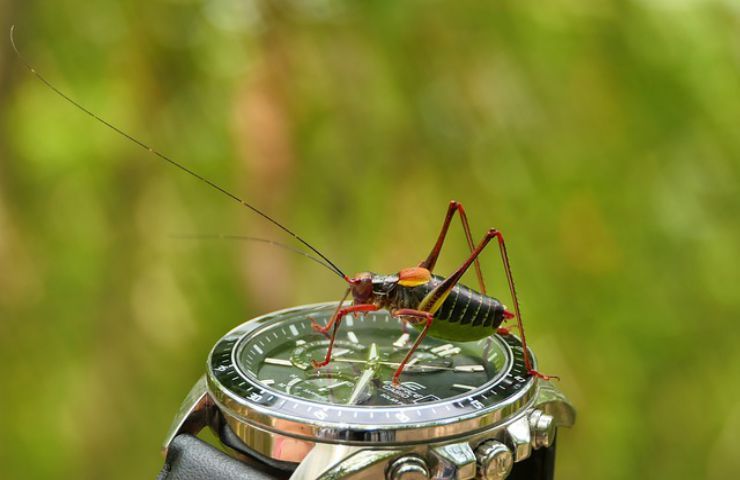 orologio polso insetto 