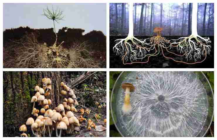 sistema rete filamenti funghi sotterranei