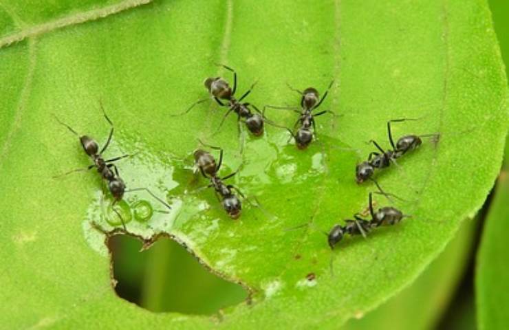 formiche superforza quanto possono trasportare inimmaginabile numero