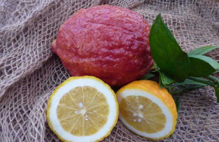 limone rosso coltivazione