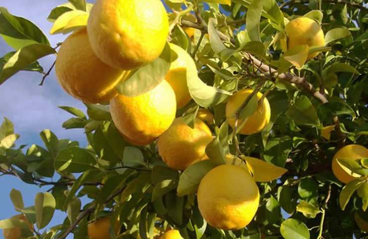 Come coltivare la pianta di limone 