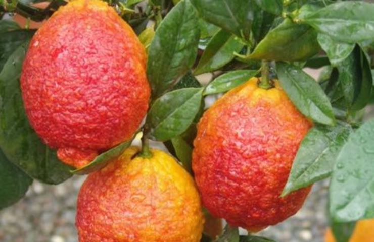 limoni rossi cura