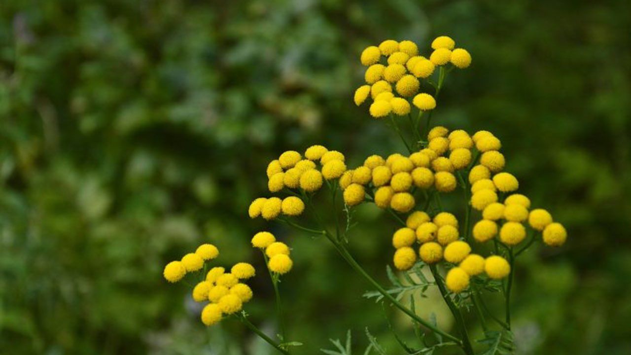 mimosa coltivazione invernale