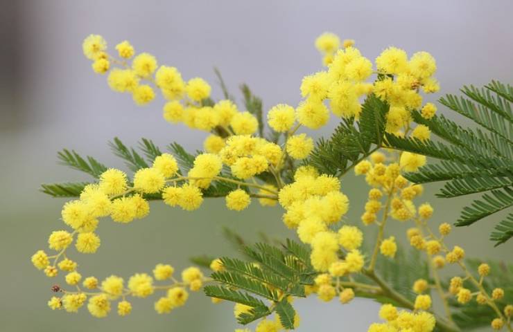 fiore ogni occasione cosa regalare fare bella figura