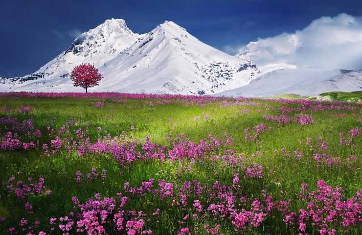 Alpi clima fiori