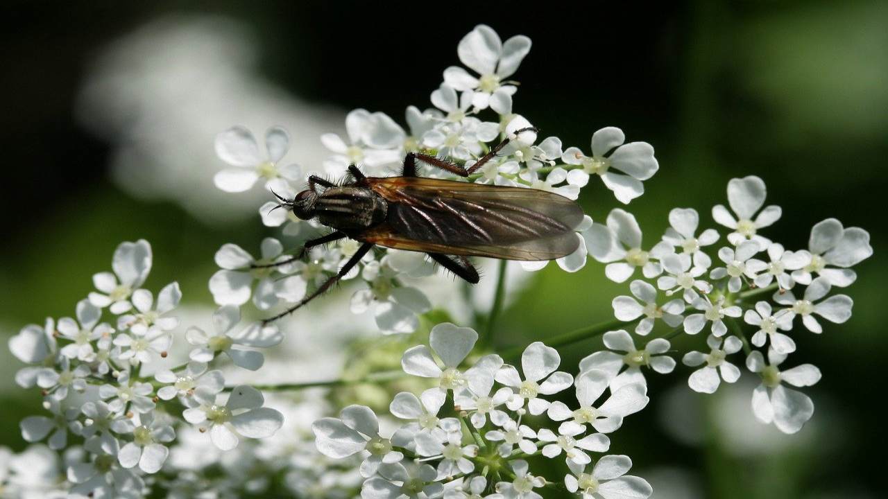 Moscerini fastidiosi, allontanarli è facile: è questo il trucco