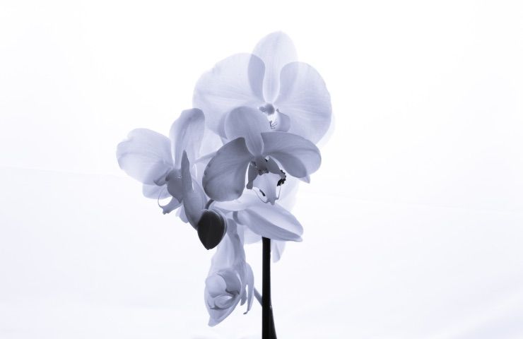 orchidea trucco cannella
