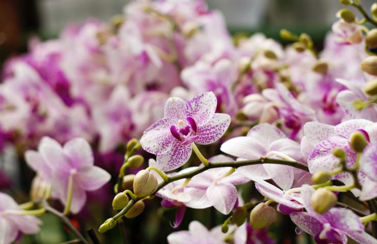 orchidea riposo vegetativo 