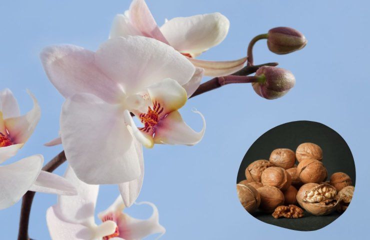 orchidea rigogliosa trucco