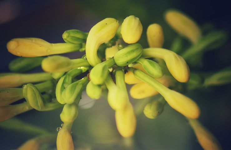 papaya frutta natura