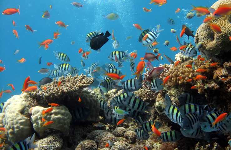 Barriera corallina fondale