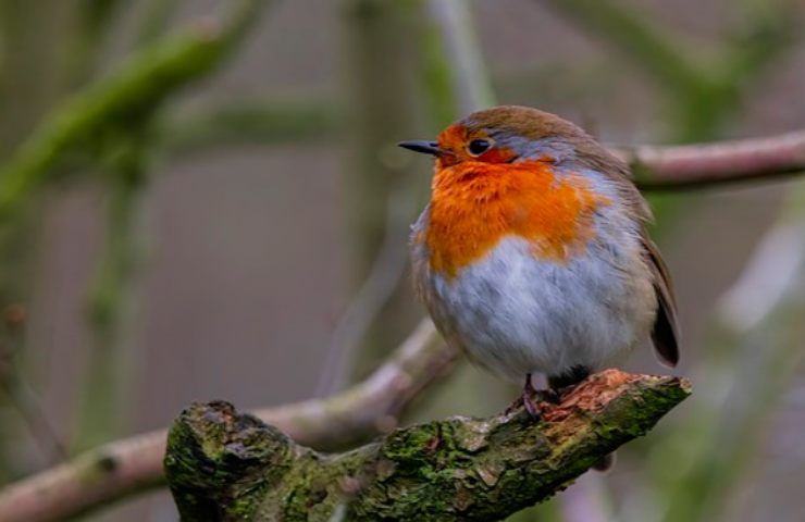 calicanto pianta invernale protegge uccellini difficoltà