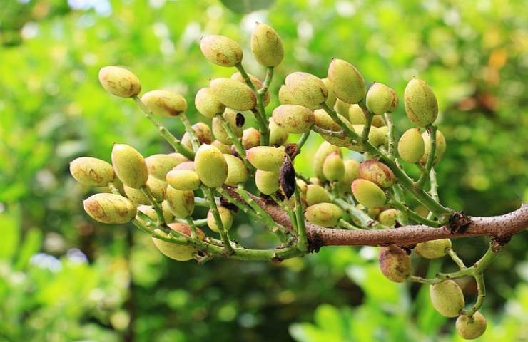 pistacchio coltivato in casa tecnica giusta farlo fiorire veramente