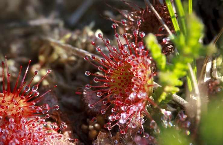 piante carnivore peculiarità 