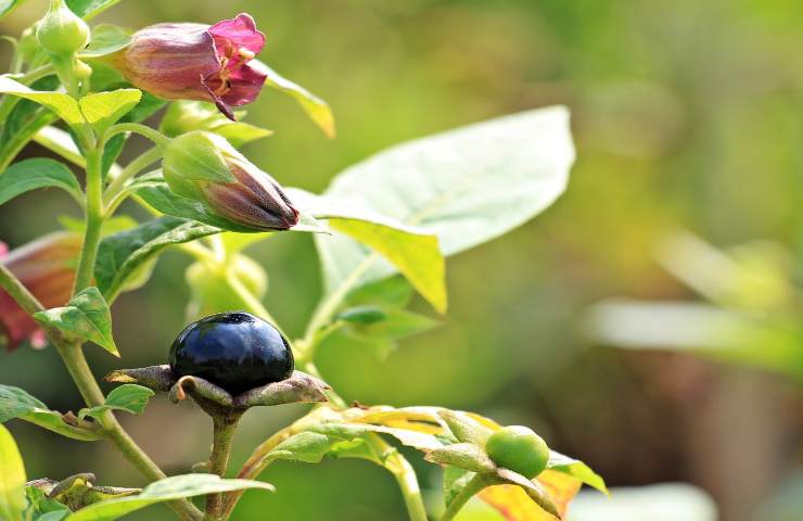 piante tossiche ma bellissime: occhio a non averle in giardino