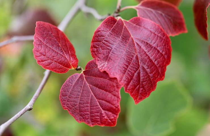foglie amamelide natura