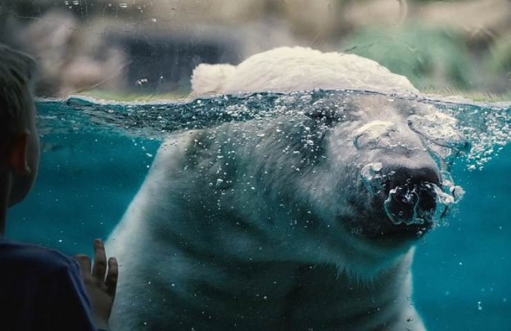 orso polare non unico predatore artico suo posto stella marina