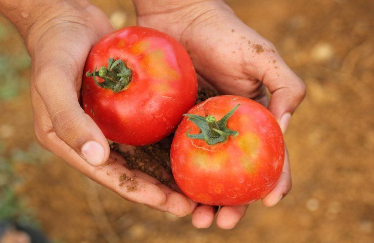 Ricerca laboratorio pomodori