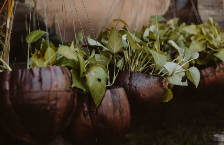 foglie ingiallite pothos